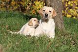 LABRADOR 316